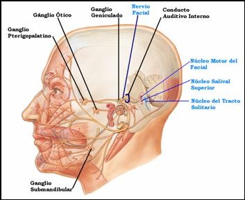 nervio facial