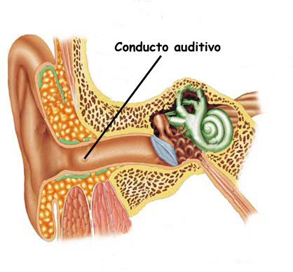 El Conducto Auditivo Externo CAE