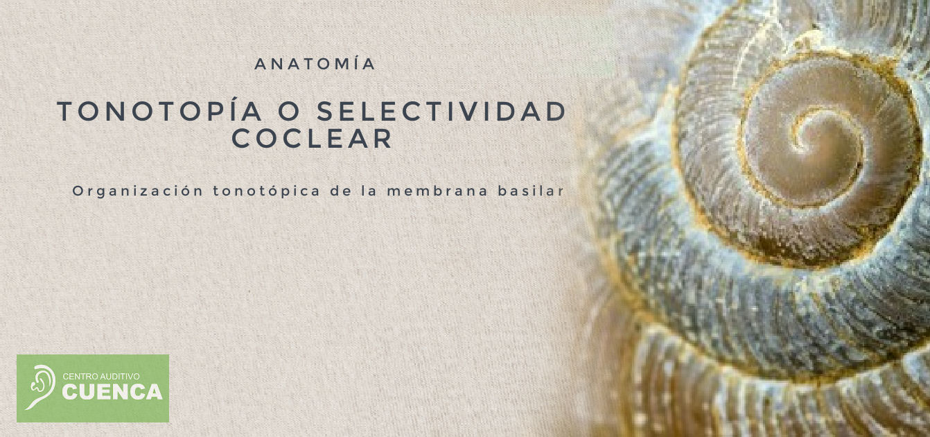 Tonotopía del oído. Distribución de frecuencias a lo largo de la membrana basilar de la cóclea humana.
