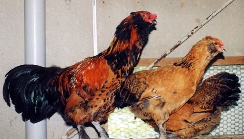 南米原産の鶏、アローカナ
