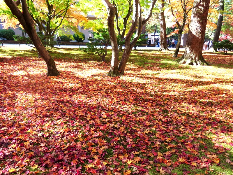 一枚の写真 兼六園