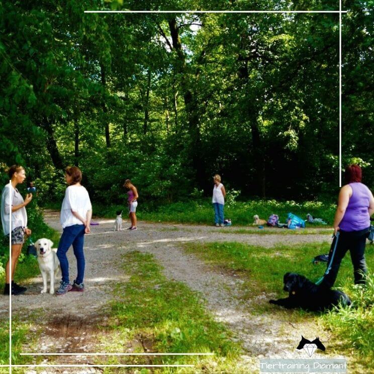 Hunde verschiedener Größen in aufmerksamer Zusammenarbeit mit ihren Besitzern an der Trainingslocation von Tiertraining Diamant, als Einblick in ein Hundetraining in kleiner Gruppengröße mit stressfreier Lernatmosphäre für Welpen bis Seniorhunde