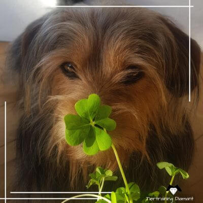 Hund der Inhaberin von Tiertraining Diamant mit rassetypischem Blick und Kleeblatt vor der Schnauze als Beispielmotiv aus dem positiven Hundetraining für die Wertgutscheine der Boutique