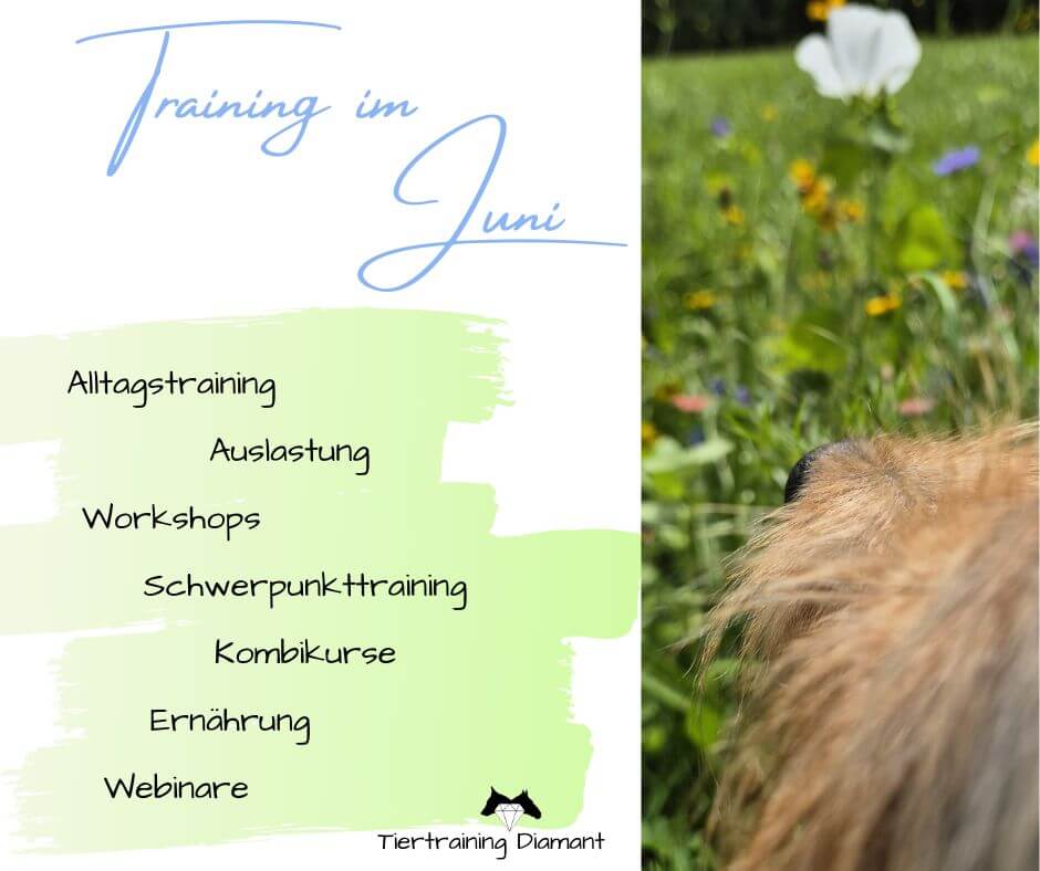 Ehemaliger Tierheimhund der Hundeexpertin von Tiertraining Diamant als Fotomotiv für die Hundetrainingformate mit ganzheitlichem Ansatz, darunter Social Walks, Hundefitness, Einzeltraining, Hundeworkshops und Hundekurse