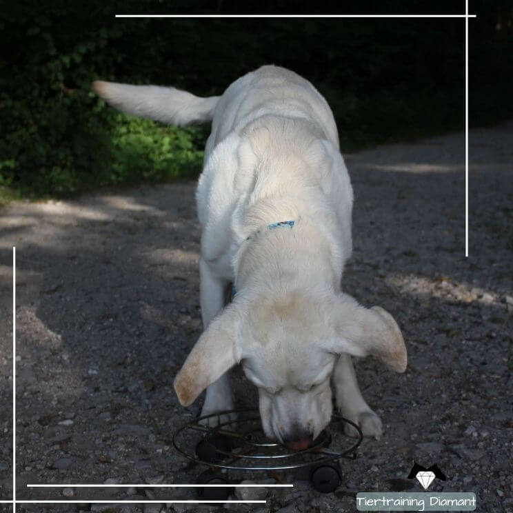 Labrador bei der konzentrierten Nasenarbeit als Teil der artgerechten Sucharbeit und ergänzenden Enrichment‑Beschäftigung im Hundetraining von Tiertraining Diamant, die zur mentalen Auslastung sowie Förderung von Wohlbefinden und Lebensqualität beiträgt