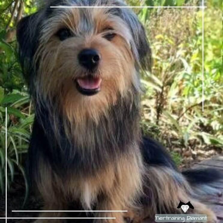 Portrait des Dackel‑Yorkshire‑Terrier‑Mix Rüden Merlin, Tierschutzhund und ausgebildeter Therapiebegleithund, der als Co‑Trainer und Gesicht des österreichischen Unternehmens Tiertraining Diamant die Hundetrainerin unterstützt