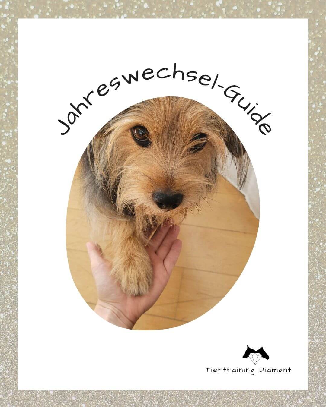 Silvester mit Hund - dein Guide für einen sicheren Jahreswechsel