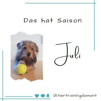 Hund der Hundetrainerin als Covermotiv für den Saisonkalender von Tiertraining Diamant als kostenlose Serviceleistung für Tierbesitzer, um eine regionale und saisonal ausgewogene Hundeernährung in der DACH‑Region zu erleichtern