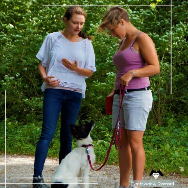 Junghund sitzt vor seiner Besitzerin, während die ausgebildete Hundetrainerin daneben steht und die Übung für einen entspannten Hundealltag anleitet, was eine ruhige und produktive Zusammenarbeit mit Fokus auf klarer Kommunikation zwischen Mensch und Hund