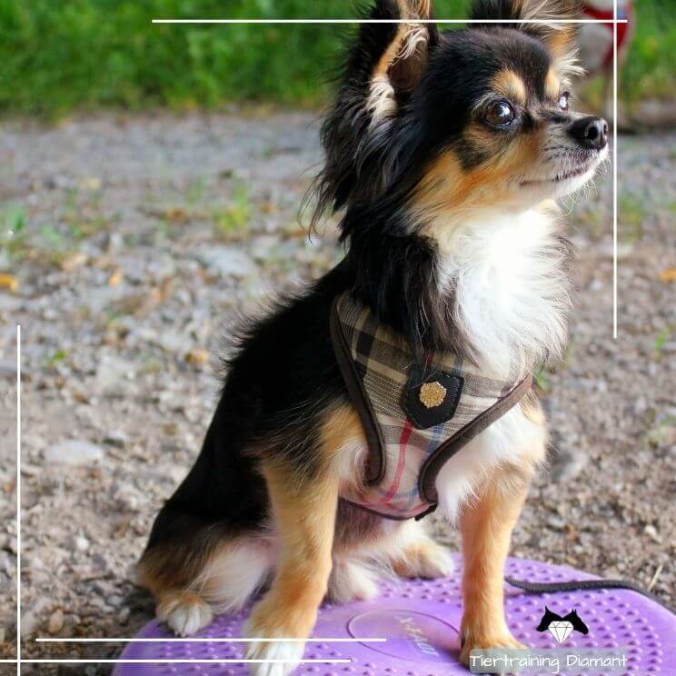 Chihuahua beim sicheren Training auf einem Balanceboard als Impression in das Hundefitness‑ und gesundheitserhaltende Bewegungstraining von Tiertraining Diamant als Teil des vielfältigen Hundeausbildungsangebots