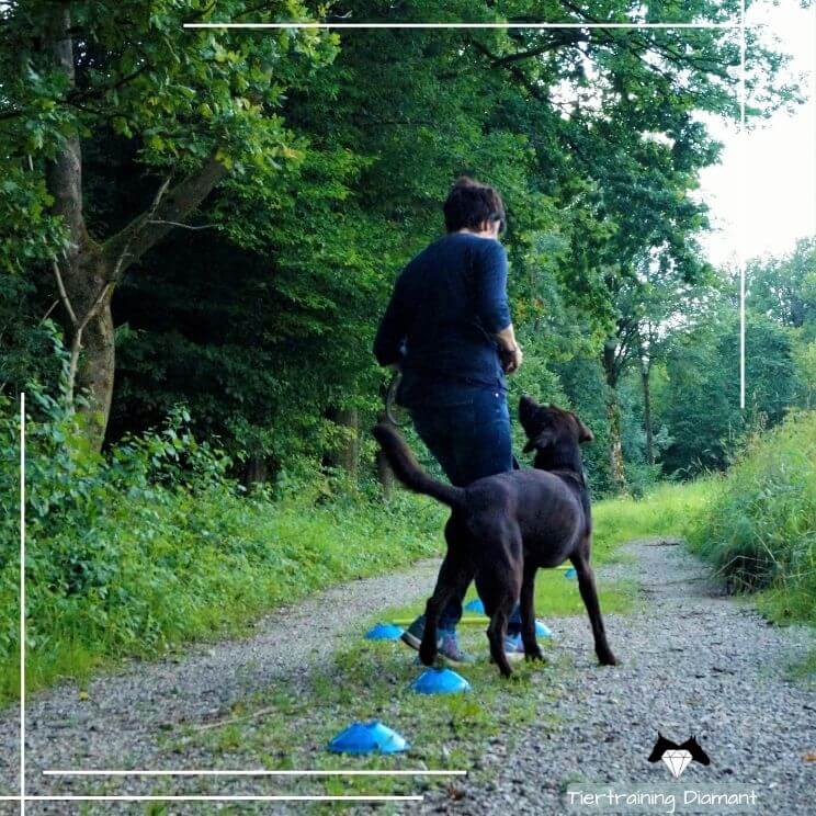 Retriever bewegt sich eng orientiert an seiner Besitzerin durch einen einfachen Parcours mit verschiedenen Untergründen, eine Szene aus dem körpersprachlichen Alltagstraining der Hundeschule Tiertraining Diamant mit Homebase in Salzburg Stadt