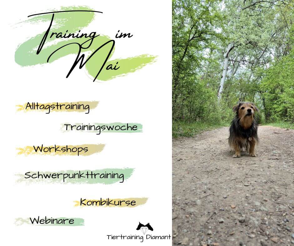 Hund als Vorschau auf die monatlich wechselnden Trainingsmöglichkeiten bei Tiertraining Diamant im modernen Hundetraining, darunter Angebote für Hunde jedes Alters, Kleinhundespecials, Alltagstraining, Enrichment und Webinare