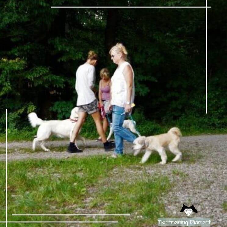 Mehrere Hund‑Mensch‑Teams, die mit entspannter Körperhaltung und lockerer Leine aneinander vorbeigehen, als Sequenz aus dem Begegnungstraining von Tiertraining Diamant im Rahmen des alltagsrelevanten Hundetrainings