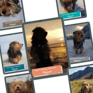 Darstellung aller bisherigen Ausgaben des Tiertraining Diamant Magazins, deren Cover den Dackel‑Terrier‑Mischling der Inhaberin der Hundeschule im gemeinsamen Alltag zeigen, als kompakte Archivansicht für Tierbesitzende aus der DACH‑Region