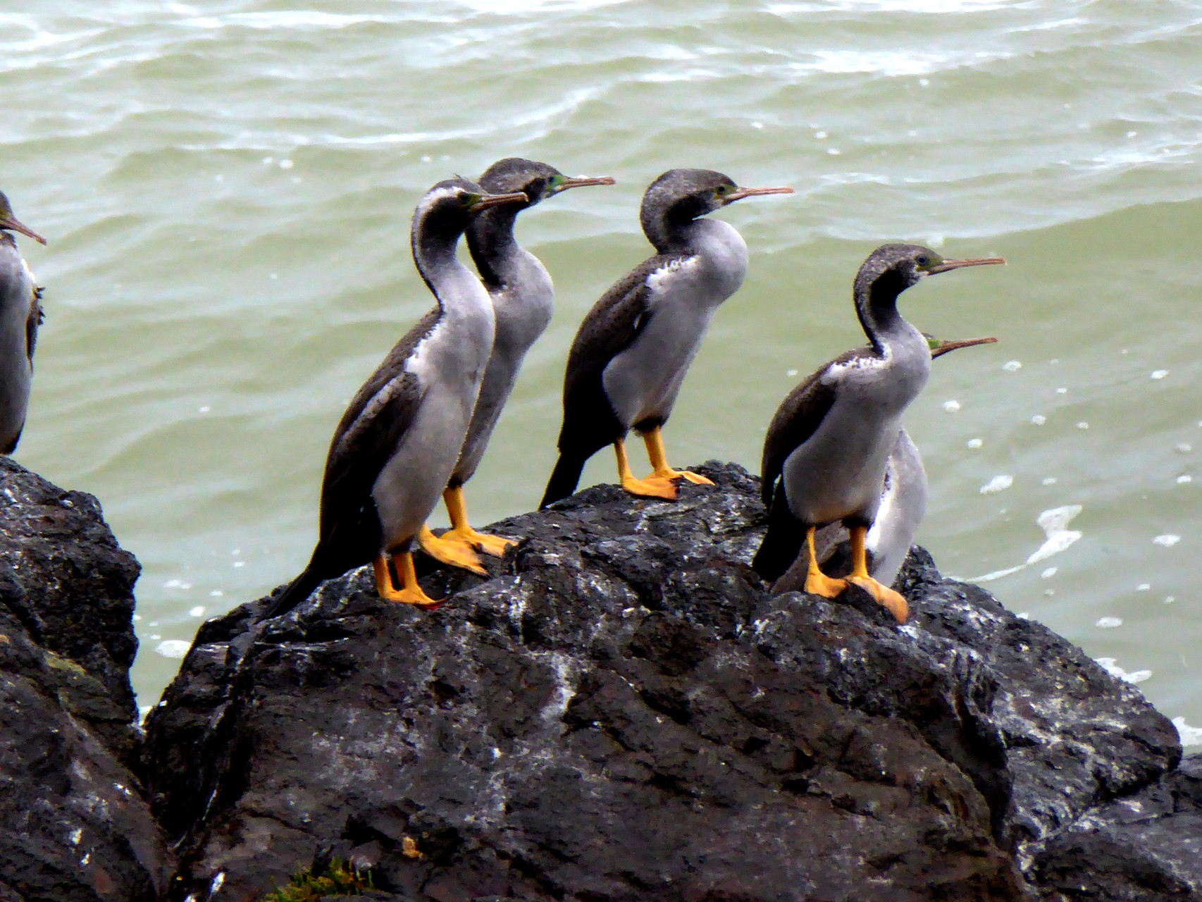 Spotted Shag (Kormoran)