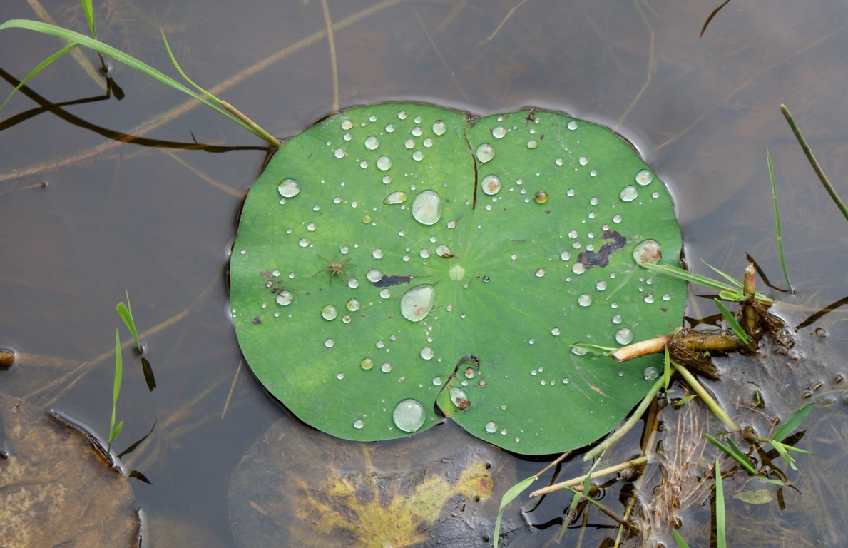 Seerosenblatt