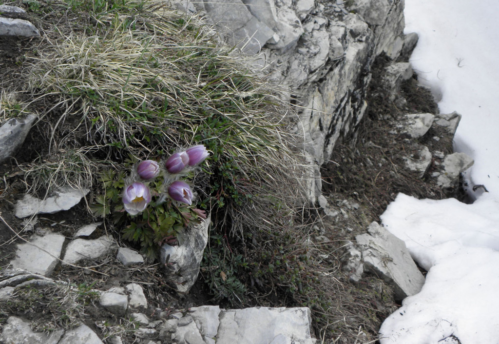 Kaum ist der Schnee weg blühen schon die Anemonen