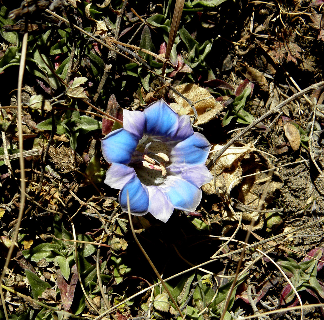 Obschon es Herbst ist, gibts da un dort noch ein Blümchen zu sehen