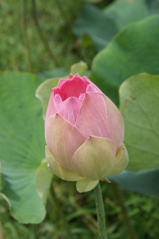 Lotus