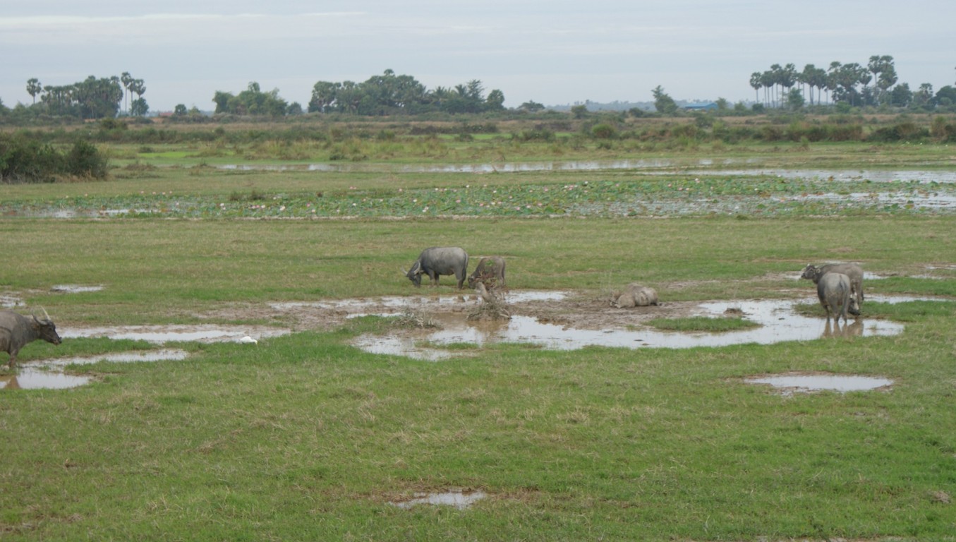 Wasserbüffel auf abgeerntetem Reisfeld