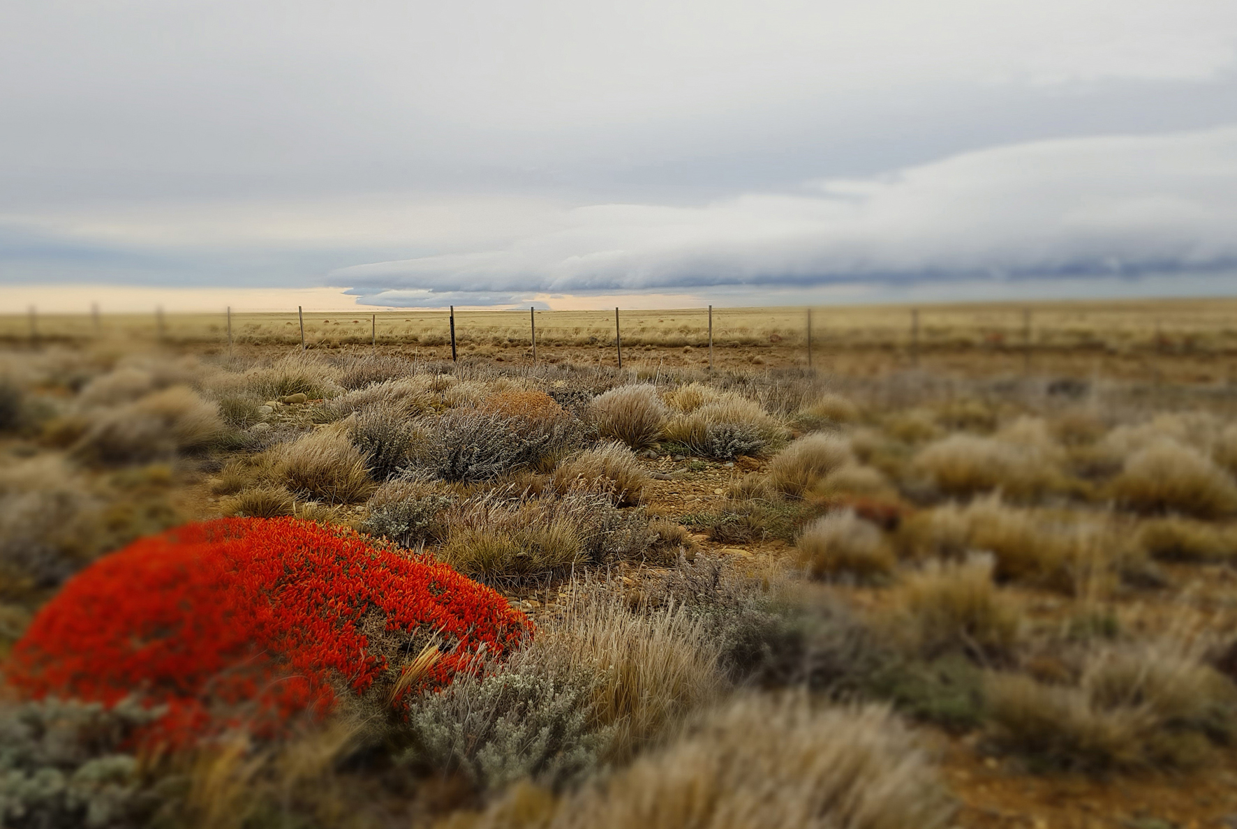 Pampas in Patagonien