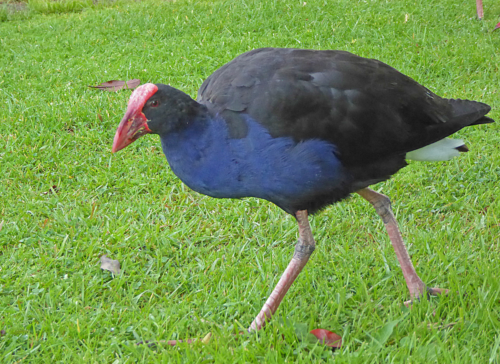 Pukeko