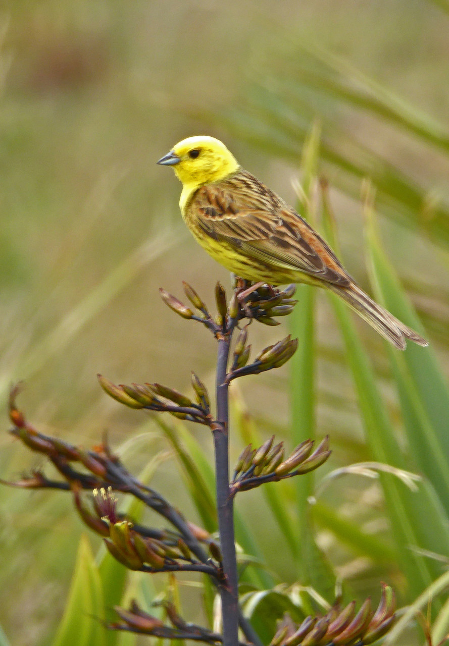 Yellowhammer