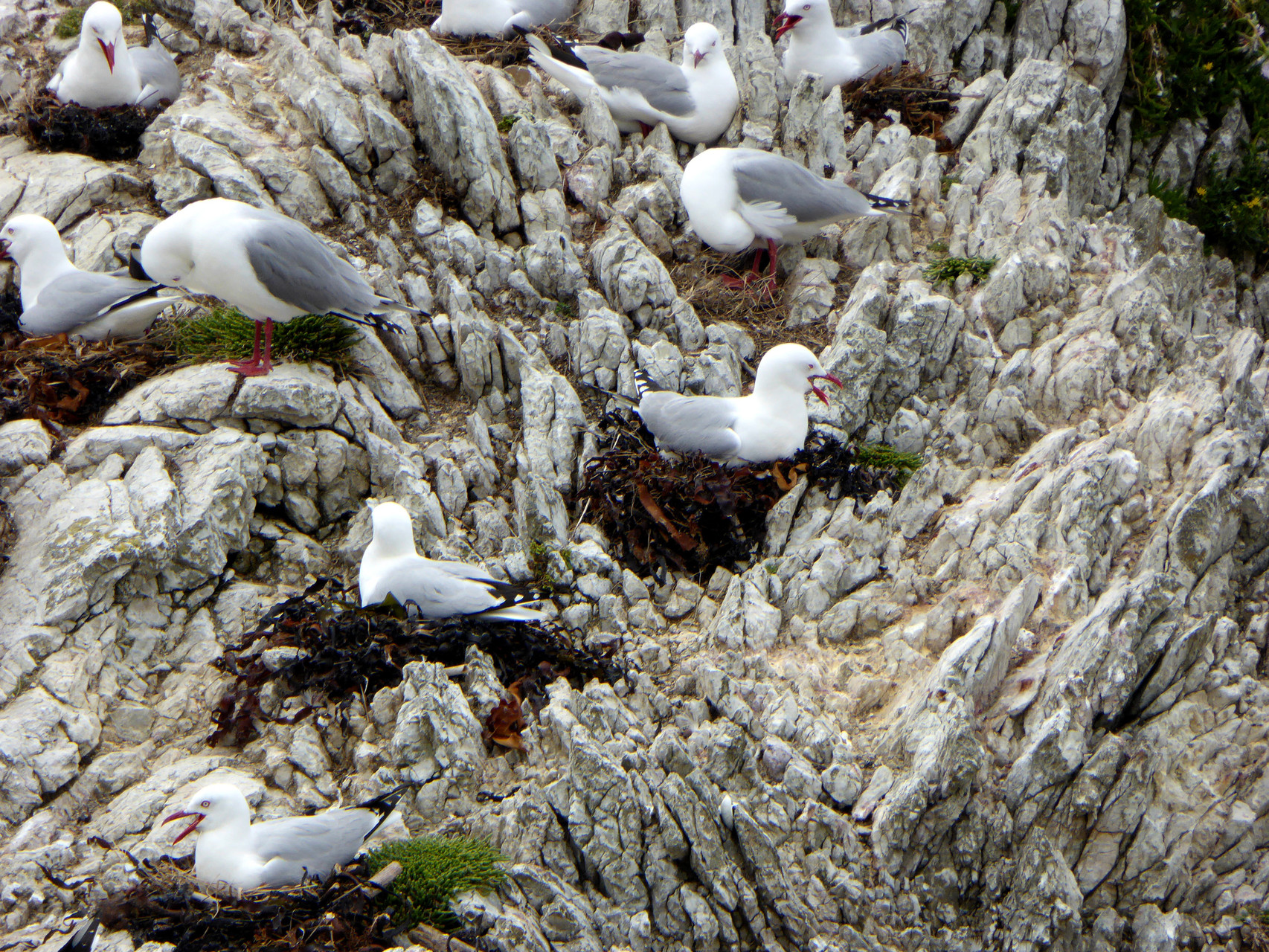 Red billed gulls 