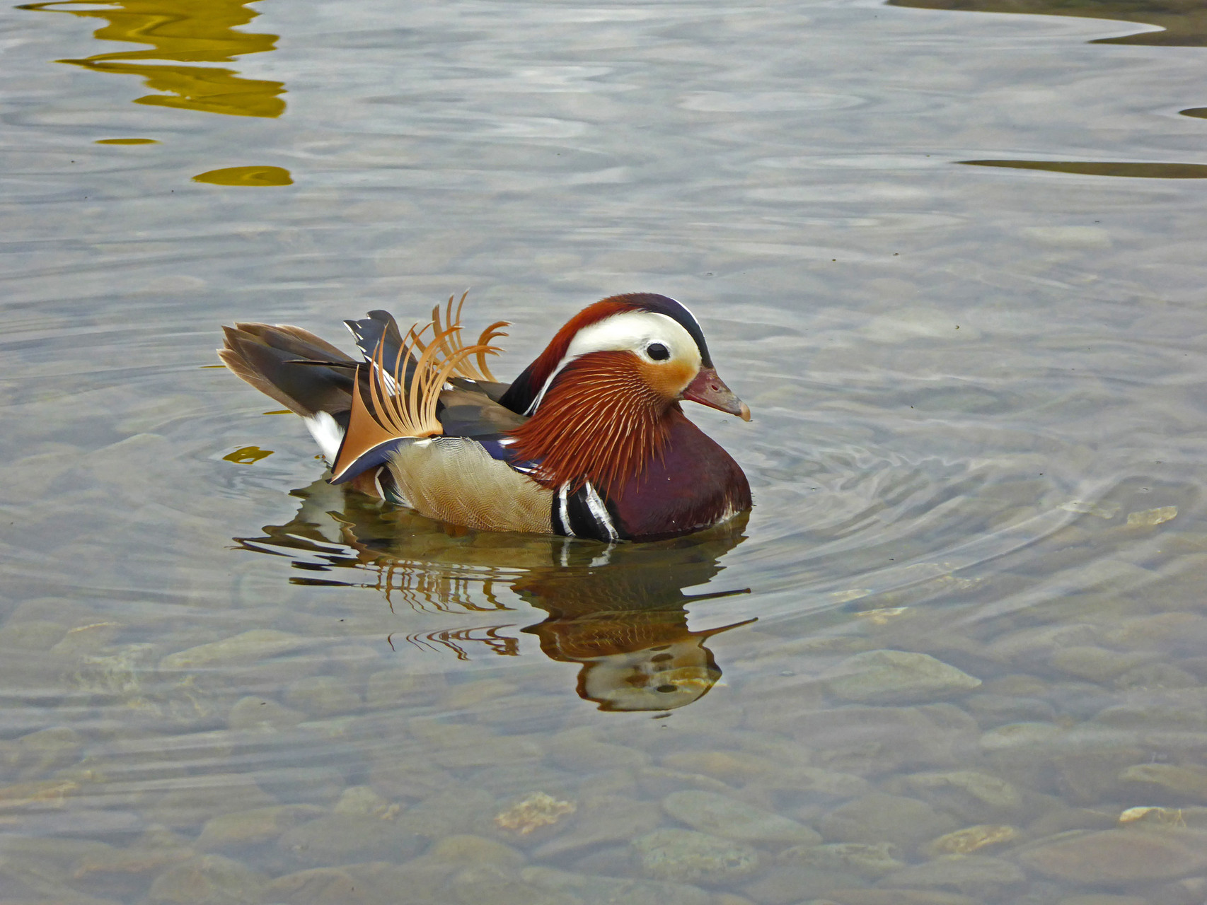 Mandarinente