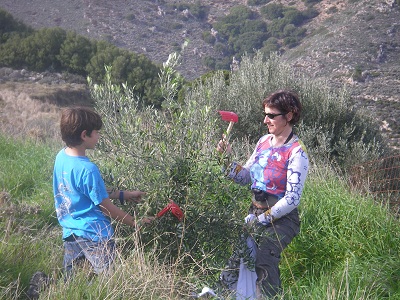 mein Sohn und ich beim Olivenernten
