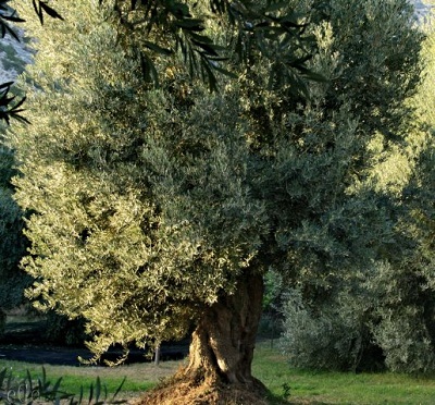 alter Olivenbaum steht einzeln auf einer Wiese