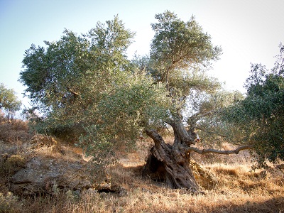 sehr knorriger Olivenbaum im Sonnenlicht