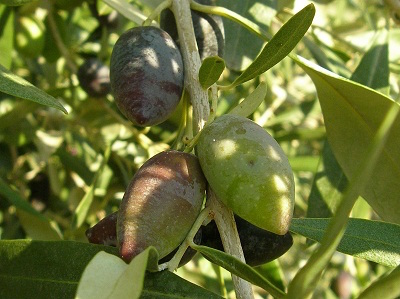 mehrere große Oliven an einem Zweig im Sonnenschein