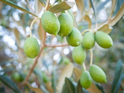 grüne Oliven an einem Zweig