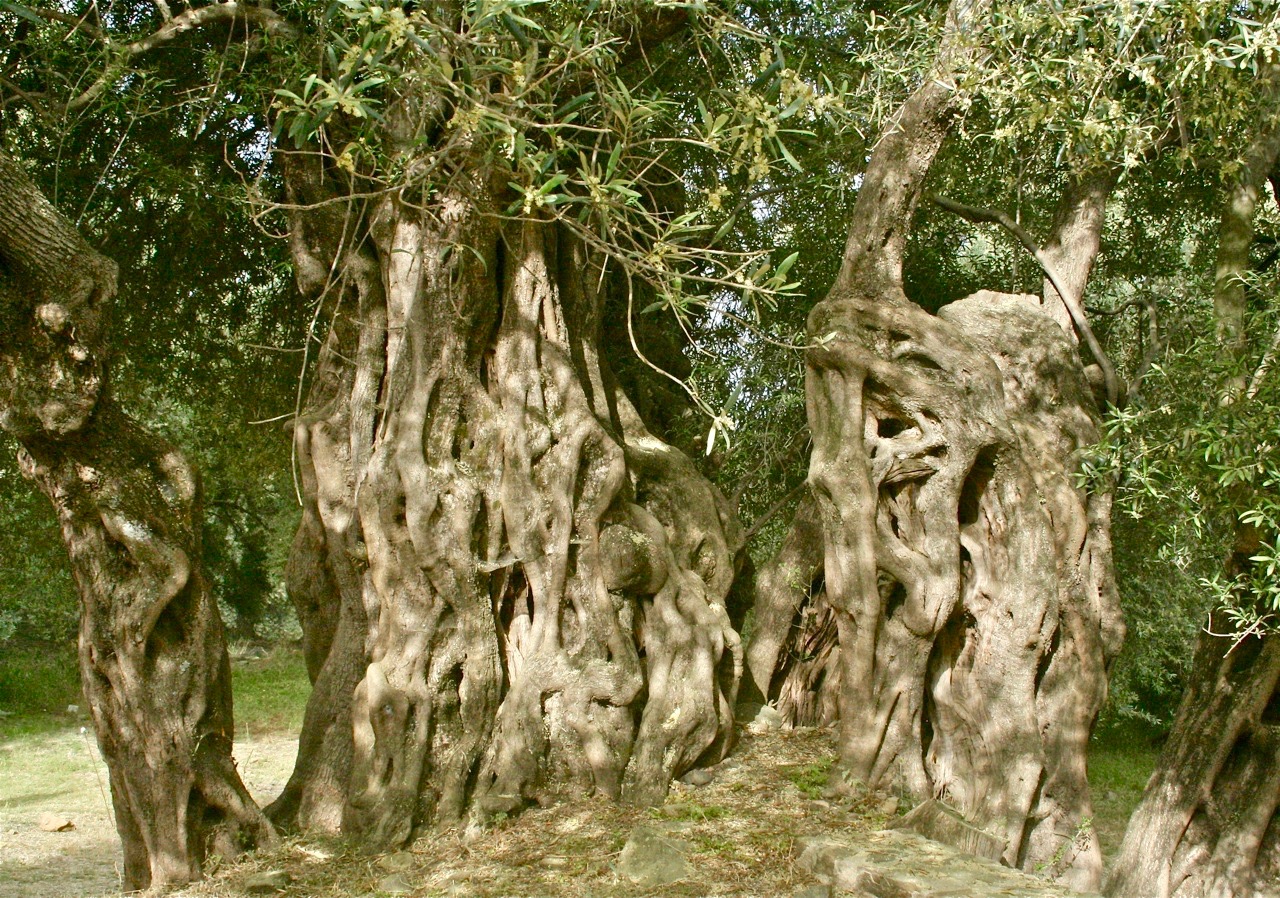 Die Olivenbäume Griechenlands: wo sich Antike und Gegenwart umarmen 