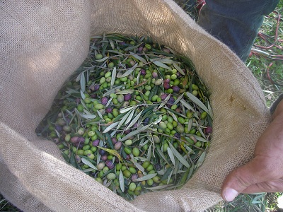 grüne und schwarze Oliven im Sack
