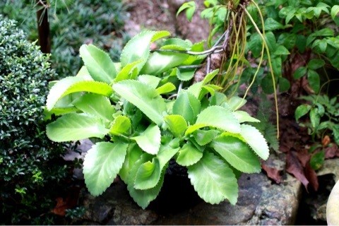 舞鶴 西舞鶴 植物 緑 きれい 健康 いきいき プライベートサロン