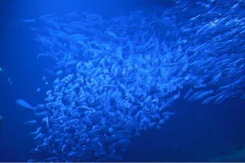 海 綺麗