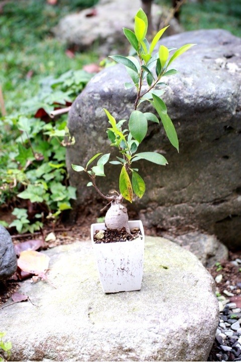 舞鶴　西舞鶴　植物　緑　きれい　健康　いきいき　プライベートサロン