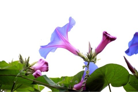 舞鶴 西舞鶴 植物 緑 きれい 健康 いきいき プライベートサロン