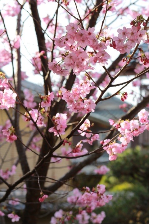 春 桜 舞鶴