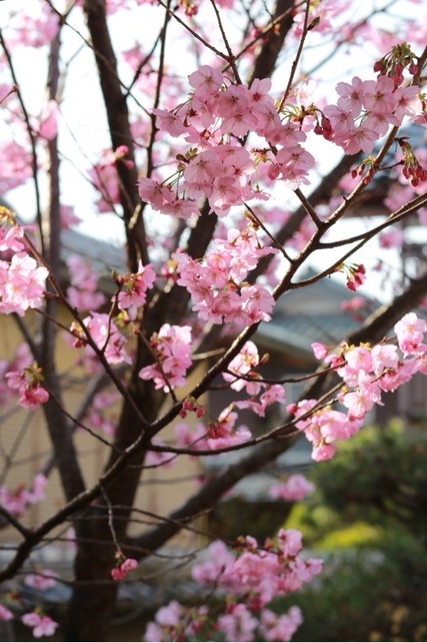 春　桜　舞鶴