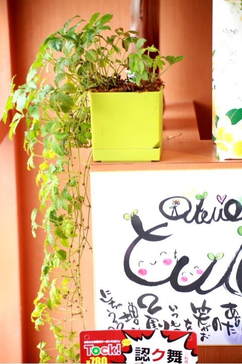 舞鶴 西舞鶴 植物 緑 きれい 健康 いきいき プライベートサロン