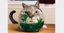 舞鶴.西舞鶴 猫