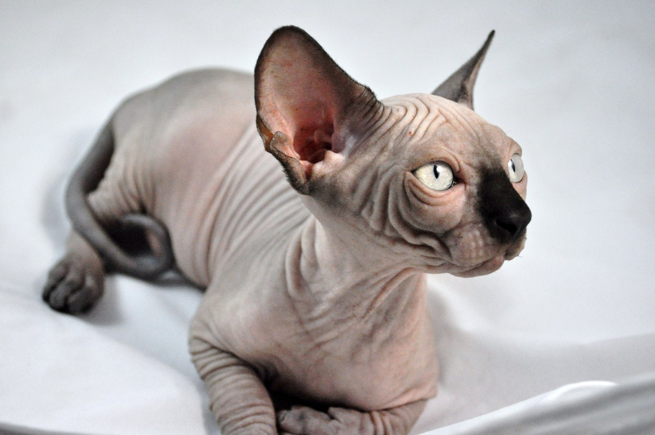 Sphynx Kittens 