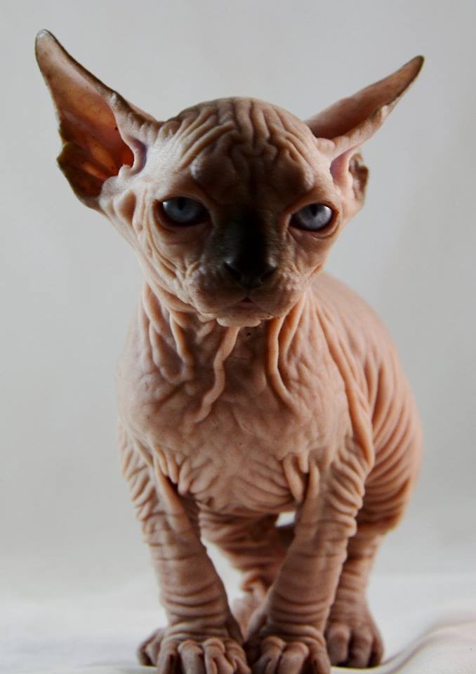 Sphynx Kittens and Cats for sale |TICA Indigo Sphynx Cat ...