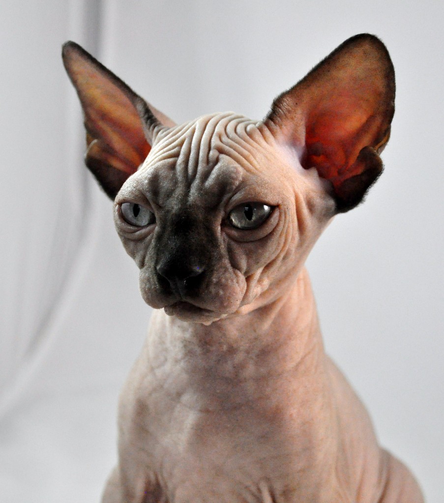 Chocolate Mink Sphynx