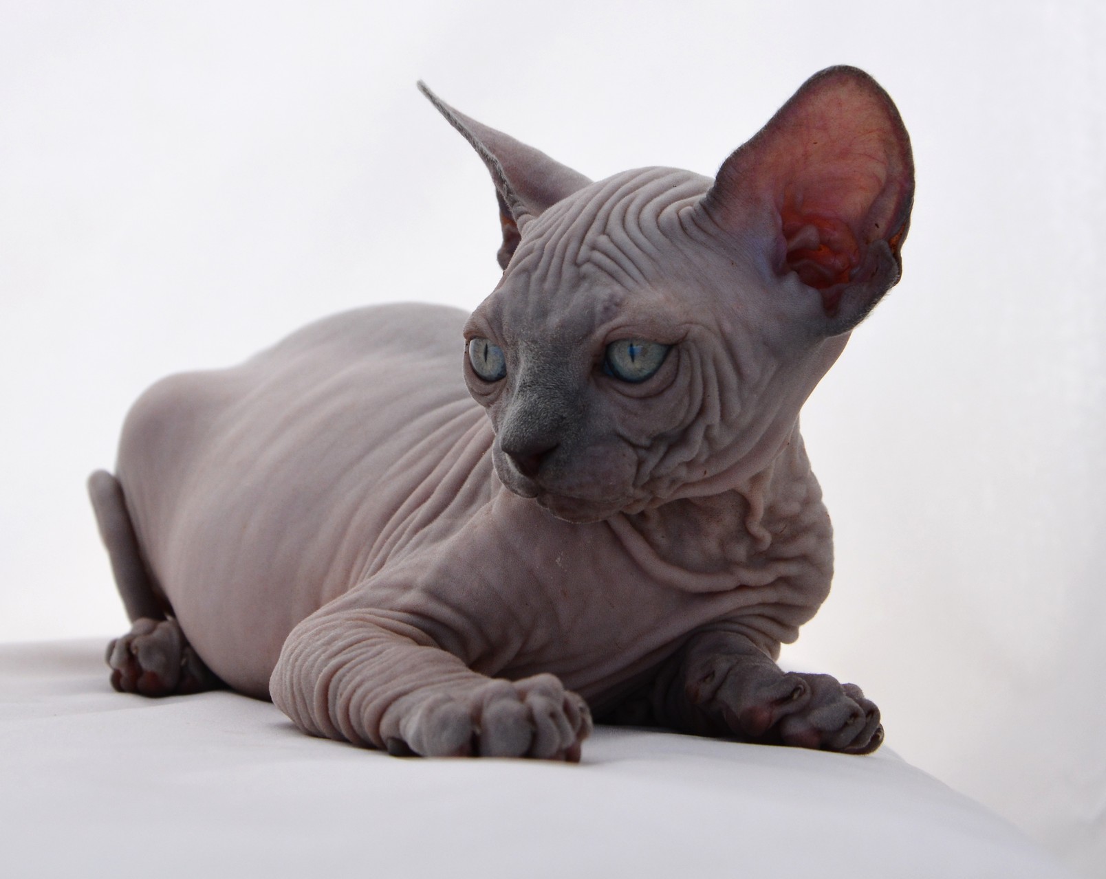 Sphynx Kittens and Cats for sale TICA Indigo Sphynx Cat Breeder