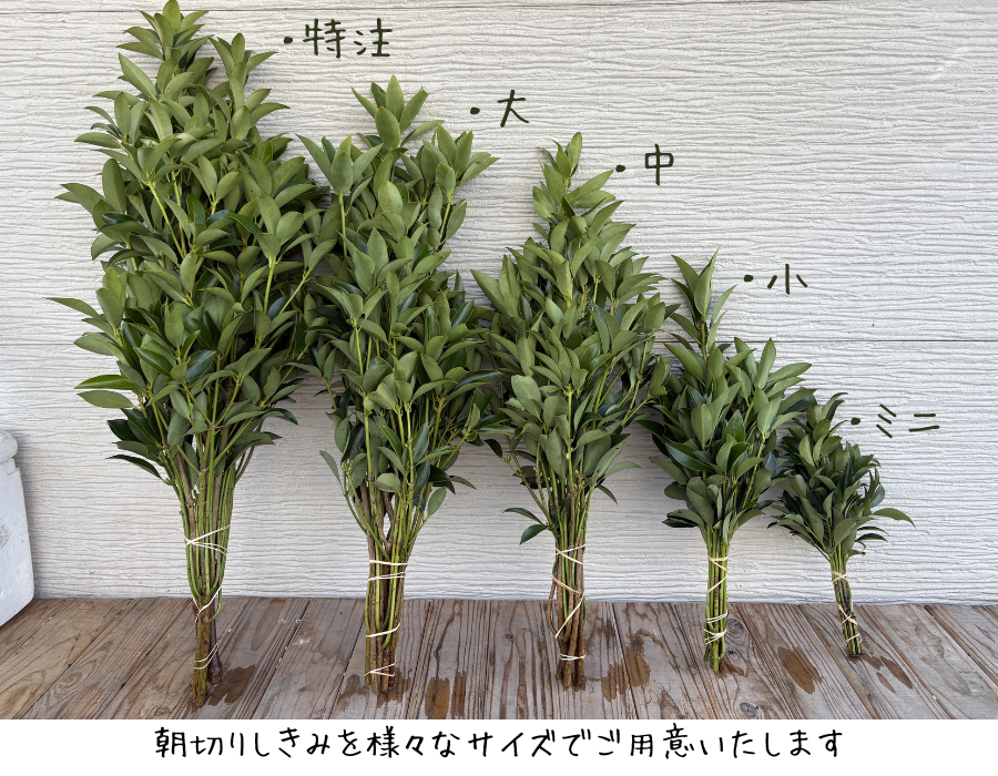 特大からミニまで様々なサイズのしきみの束