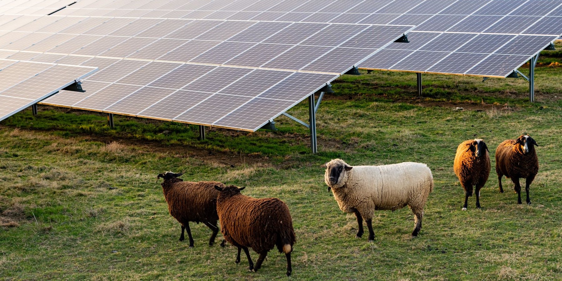 Agri-PV – unten Lebensmittel, oben Sonne ernten!